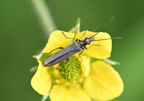 Oedemera lurida is a slender greyish beetle about 6 - 8 millimetres long.