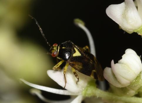 These small bugs are often seen on Hogweed.