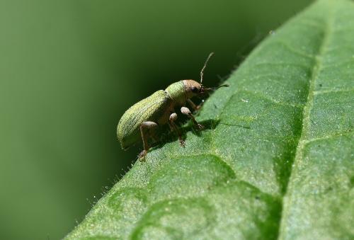 This Pine Needle Weevil (of which there are perhaps 30 different species) has no common English name.