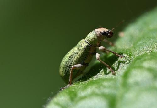 The bright green Pachyrhinus lethierryi is very small, between 3.5 and 4.5 millimetres in length.