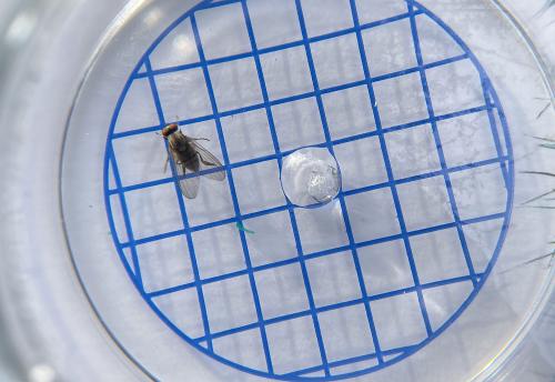 The wings of flat-footed flies tend to extend some way beyond the tip of their abdomen.