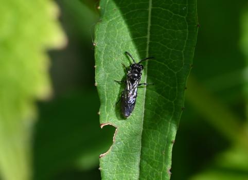 This small sand wasp in the genus Psenulus nests in dead wood and stems, and preys on aphids.