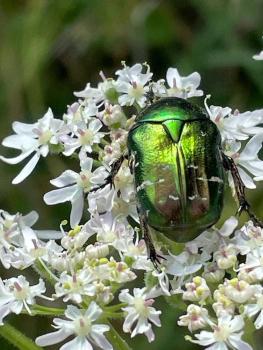 Note the irregular white markings on the wing casings of this Rose Chafer.