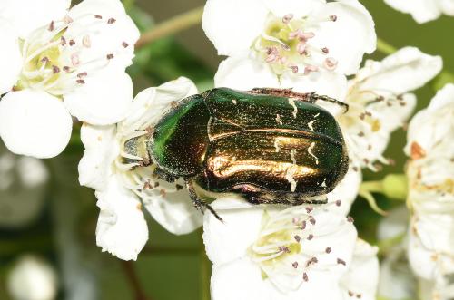 Rose Chafer, Heene Cemetery, late April 2025. (Photo credit: Stuart MA Ball.)
