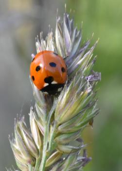The Seven-spot Ladybird is an abundant species, with a steely blue larva.