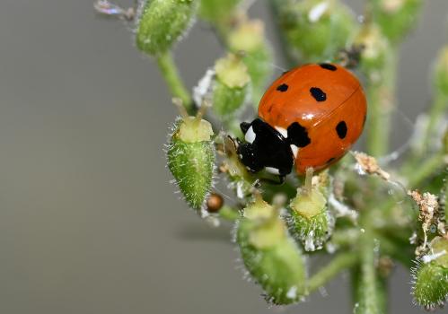 The Seven-spot Ladybird is an abundant species, with a steely blue larva.