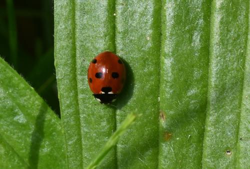 The Seven-spot Ladybird is an abundant species, with a steely blue larva.