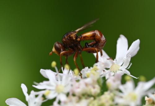 The bright yellow heads of Sicus ferrugineus are conspicuously large with red eyes.