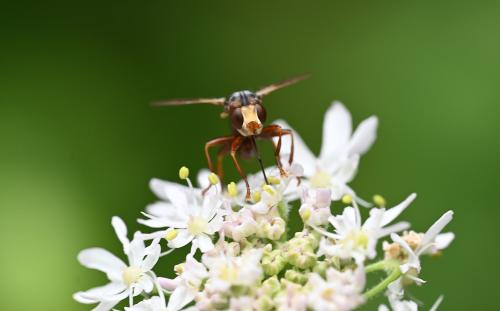 The bright yellow heads of Sicus ferrugineus are conspicuously large with red eyes.