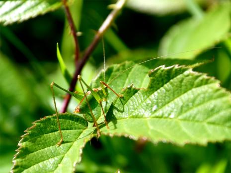 This is a male Speckled Bush-cricket, lacking the scimitar-shaped ovipositor that the females have.