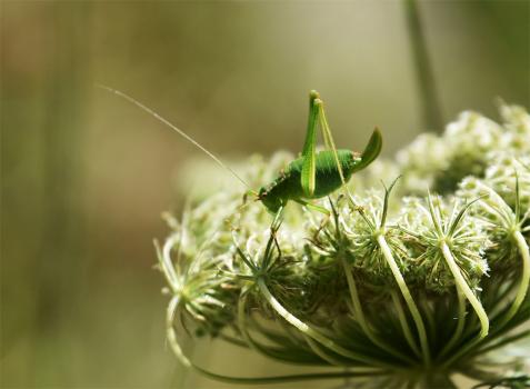 The Speckled Bush-cricket is a flightless species, green with minute black speckles, and an orange-brown stripe along the back.