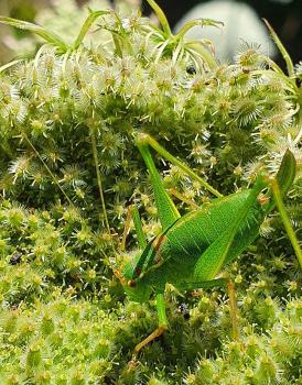 The Speckled Bush-cricket belongs to a family that includes crickets and katydids.