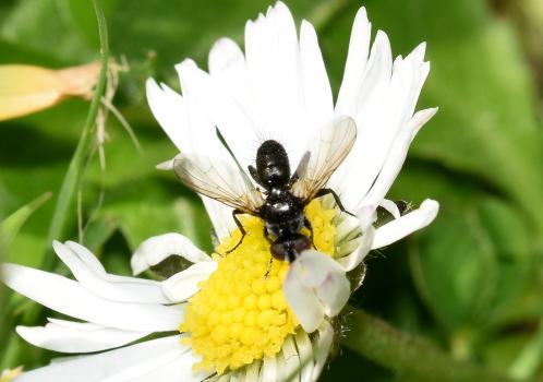 Phania funesta, Heene Cemetery, late April 2025. (Photo credit: Stuart MA Ball.)