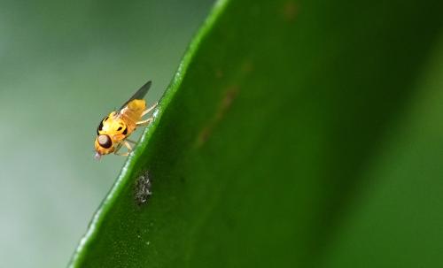 Thaumatomyia notata is found is most habitats, but especially in bushes and grasses. Their larvae predate aphids.