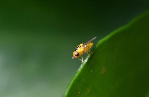 This tiny yellow Grass fly is no longer than 3 millimetres.