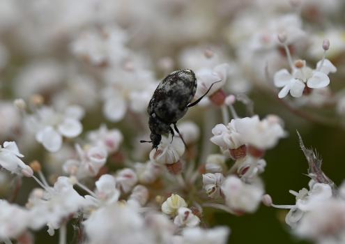 Varied Carpet Beetles feed on pollen outdoors when looking for a mate - as the photographs shown here clearly show.