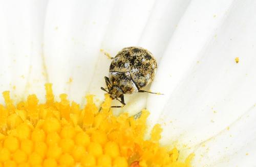 Varied carpet beetles are about 3 millimetres long and are usually found indoors feeding off carpets, furniture and fabrics.