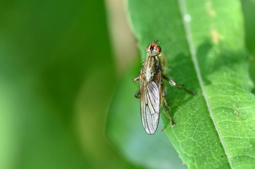 Yellow Dung Flies that had been attracted to the Cemetery when we were cleaning out one of the small ponds there.