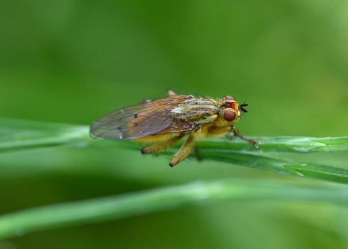Yellow Dung Flies are mainly carnivorous, and will predate smaller insects, being especially good at catching blow-flies.
