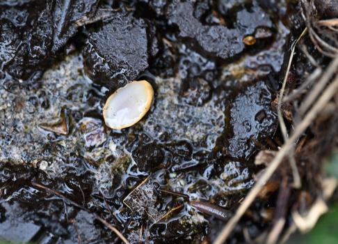 The sole of a flipped-over Bourguignat's Slug.