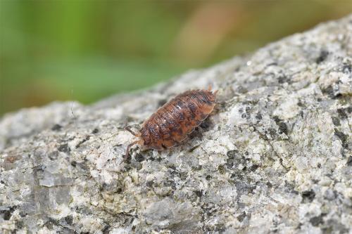The Common Rough Woodlouse has raised tubercles as if it has been stamped by an erratic Brailler machine.