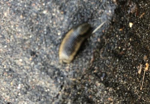 Southern Garden Slugs may be grey or brown with yellow-orange mucus, and dark lateral stripes.