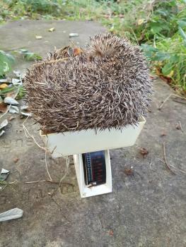 Weighing a Hedgehog to check that its weight is adequate for it to begin hibernation.