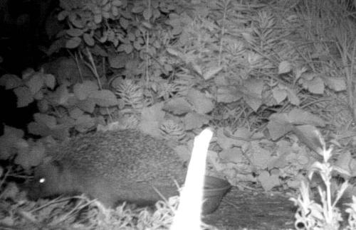 A little nocturnal scurrying triggers one of the trail cameras and grabs a shot of a Western Hedgehog  in action!