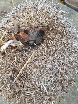 A Hedgehog being weighed in Heene Cemetery.