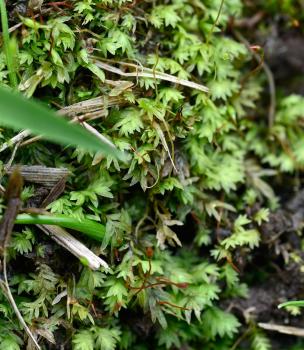 This is the commonest Fissidens species with leaves that are bordered by long, narrow cells.