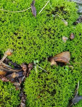 The bright yellow-green cushions of Lesser Bird's-claw Beard-moss are found in shady, often disturbed, places.