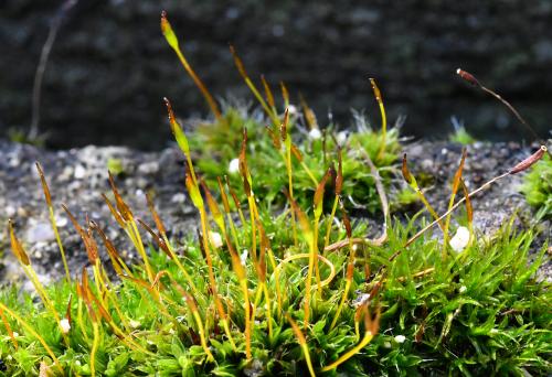 Wall Screw-moss is a very hardy moss is found all over the world in a variety of habitats. 