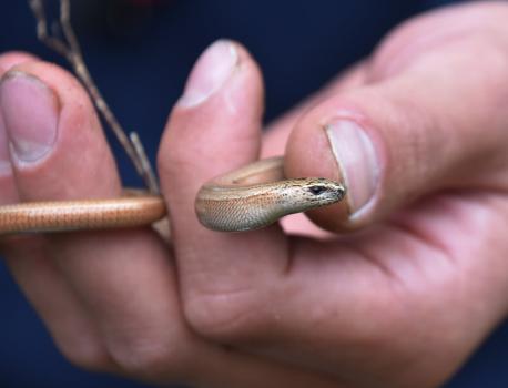 The slowworm is cylindrical in shape and hard and smooth to the touch.