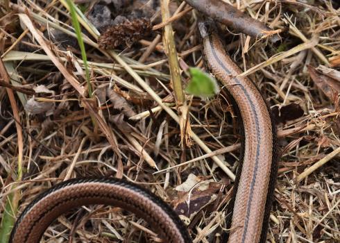 The tiny skin scales of a slowworm give it a shiny metallic appearance.