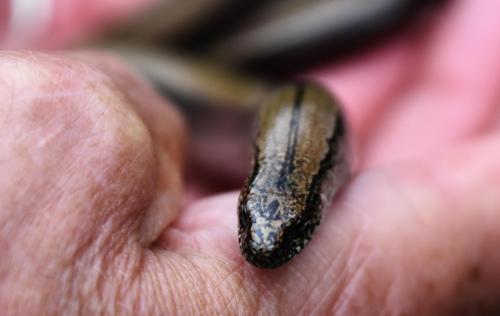 Mature females are gold or silver, with shiny dark brown or black sides and a fine dark stripe or zig-zag down the back. 