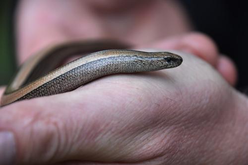 Slowworms are carnivores, preferring slugs and earthworms, but they will take insects, arachnids, and other invertebrates. 