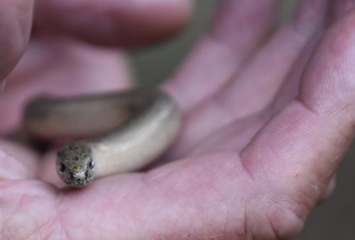 Slowworms give birth to live young in August or September, and the young must fend for themselves.