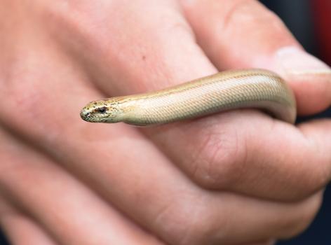 Slowworms slough their skins more than once a year, so their movements can be tracked to a certain extent.
