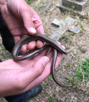 Slowworms' tails are brittle, so care is needed when handling them.  