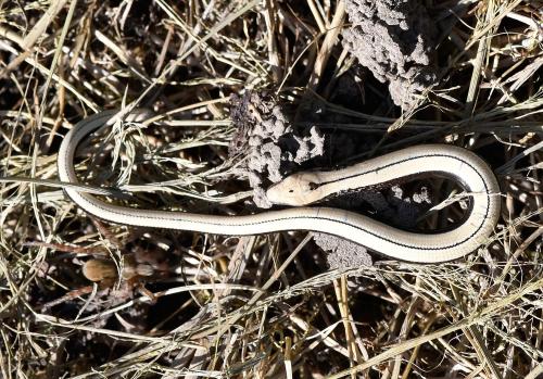 Note the fine dark stripe or zig-zag down the back of this Slowworm.