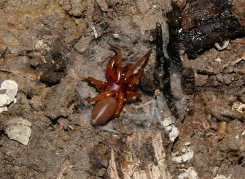 The Woodlouse-eating Spider is a swift predator with large jaw pincers with which to catch its only prey, woodlice.