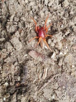 The Woodlouse-eating Spider will not go hungry in Heene Cemetery.