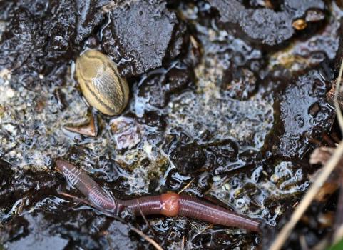 Bourguignat's Slug has a grey to yellow-brown back with dark lateral banding.