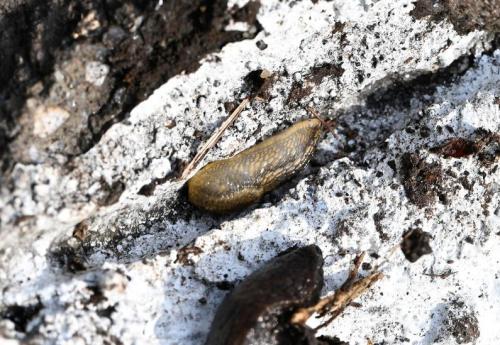 The Brown Soil Slug ranges in colour from brown to grey, sometimes having a green tint, usually having gold speckles on its tubercles (skin bumps/wrinkles).