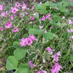 Pink Sorrel, Heene Cemetery, October 2025.