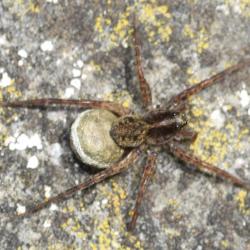 Wolf spiders are so named because of their agile skill with hunting, and their sharp eyesight.