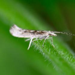 This small grey and brown moth, with a wingspan of 13-15mm, has a distinctive diamond-like pattern running along its back.