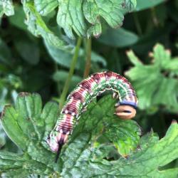 The flight season for the Pine Hawk Moth, of one generation, is from May until early August. 