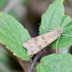The Rush Veneer Moth has an elongated shape at rest, with a wingspan of 25 - 30 millimetres.