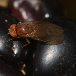 Female Spotted-wing Drosophila, Heene Cemetery, October 2025.